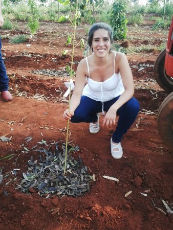 Reforestacion en Jaboticabal Sao Paulo Brasil