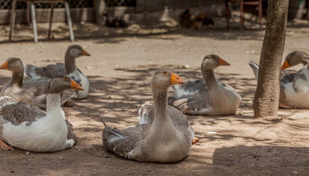 La gripe aviar se transmite tanto por aves de producción como silvestres (Senasa)