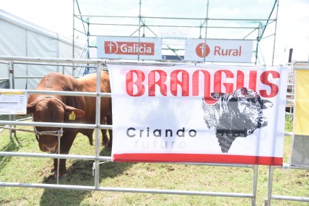 En medio de “fierros” y cultivos, los reproductores bovinos también marcarán su huella en Expoagro 3 brangus