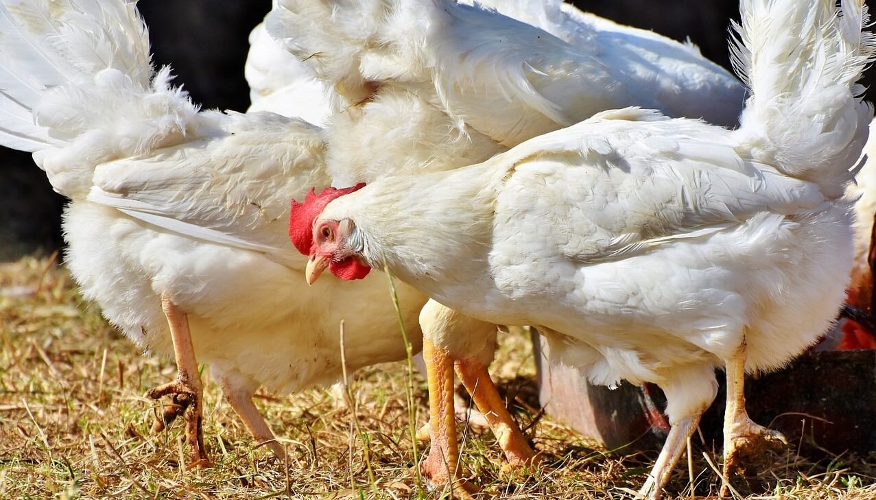 gallinas gripe aviar