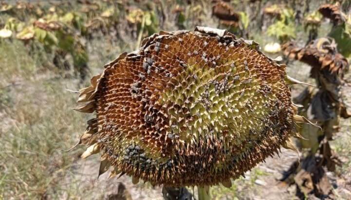 girasol dano palomas