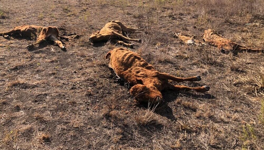 hacienda muerta sequia corrientes