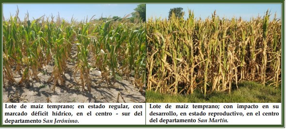 La cosecha de maíz da sus primeros pasos y confirma los malos presagios 1 maiz temprano deteriorado entre rios