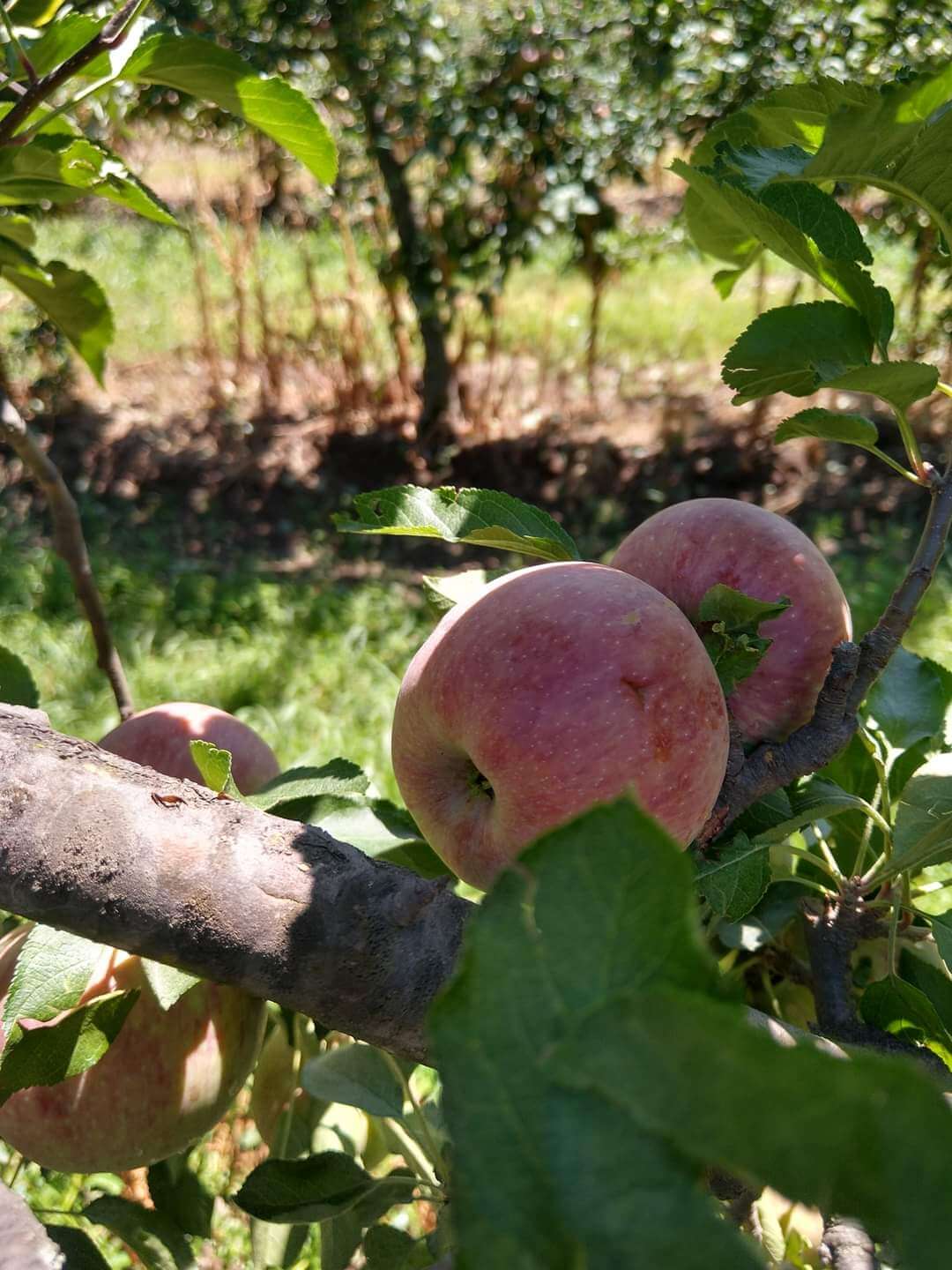 manzana granizo 2