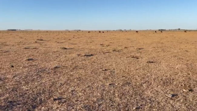 sin pasturas corrientes sequia