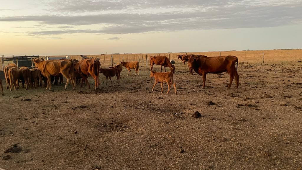 vacas y terneros flacos corrientes