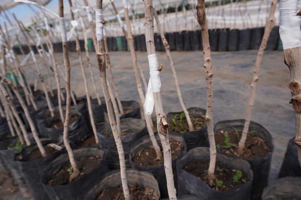 Las claves del pistacho, un cultivo que crece y busca hacerse fuerte en Mendoza 2 DSC01209