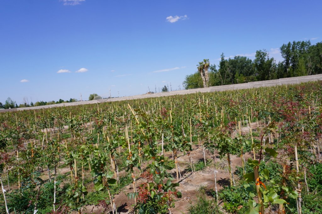 Las claves del pistacho, un cultivo que crece y busca hacerse fuerte en Mendoza 1 DSC01302