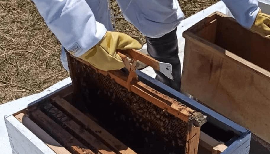 apicultura cordoba