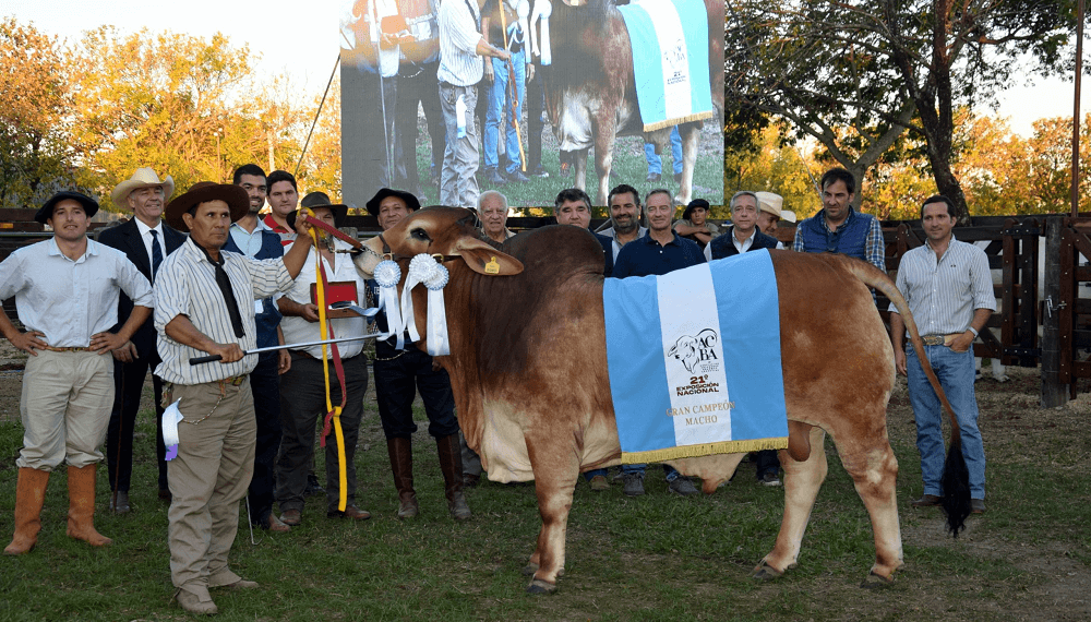 Gran Campeon Macho brahman