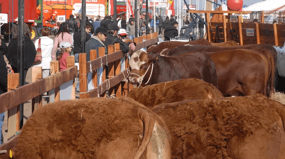 La ganadería se hace lugar entre los “fierros”: más espacio, concursos, remates y un debut 1 agroactiva animales