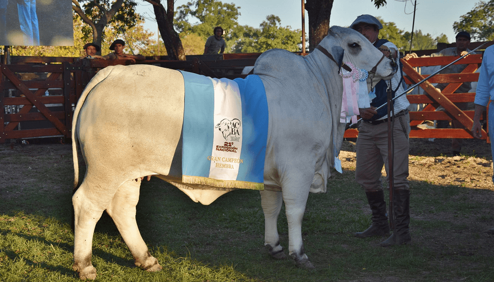 gran campeon hembra brahman