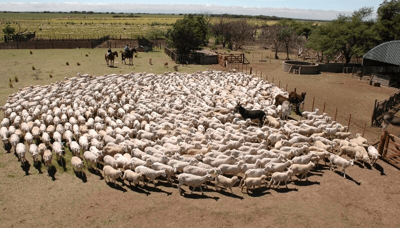 ovejas patagonia