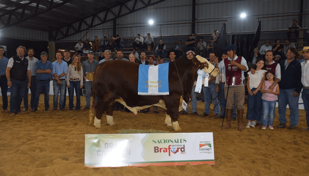 toro braford campeon corrientes