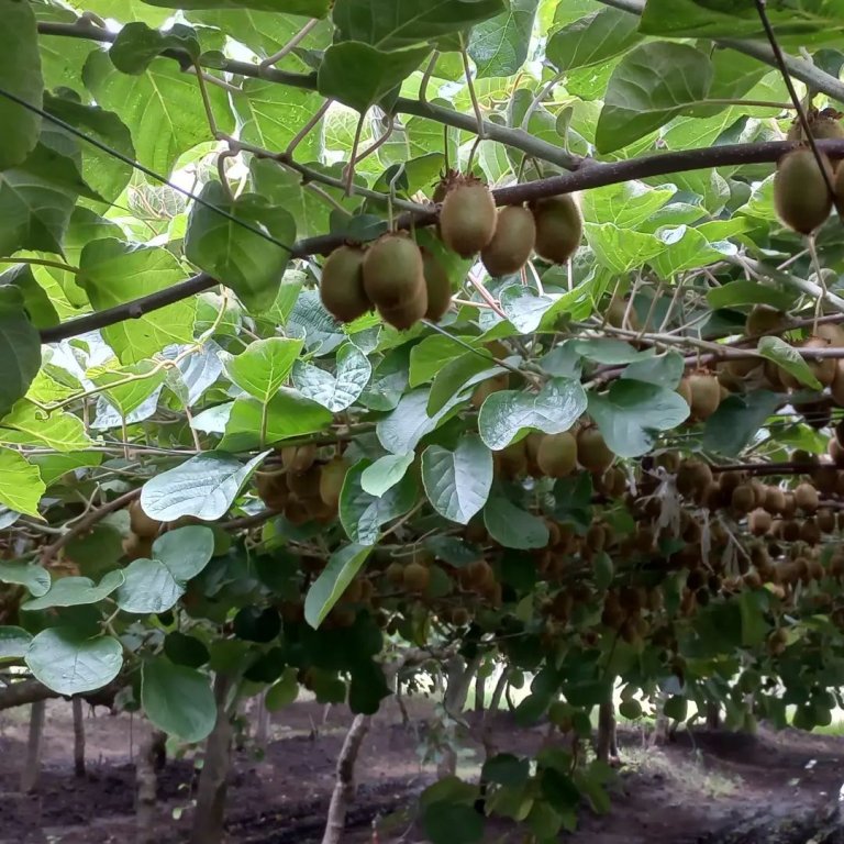 Producción artesanal y turismo rural: un kinesiólogo y una contadora le sacan jugo al kiwi en Saladillo