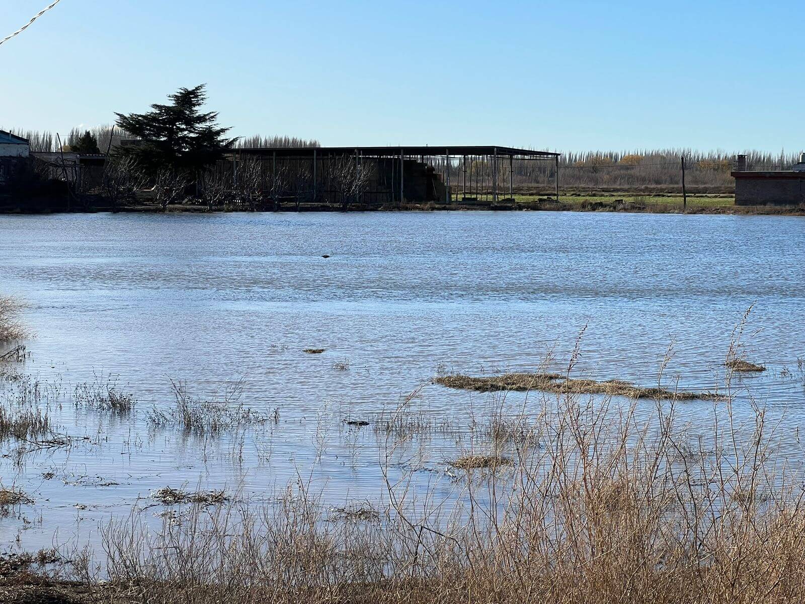 Alfalfa inundacion