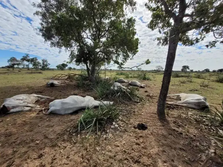 brasil vacas