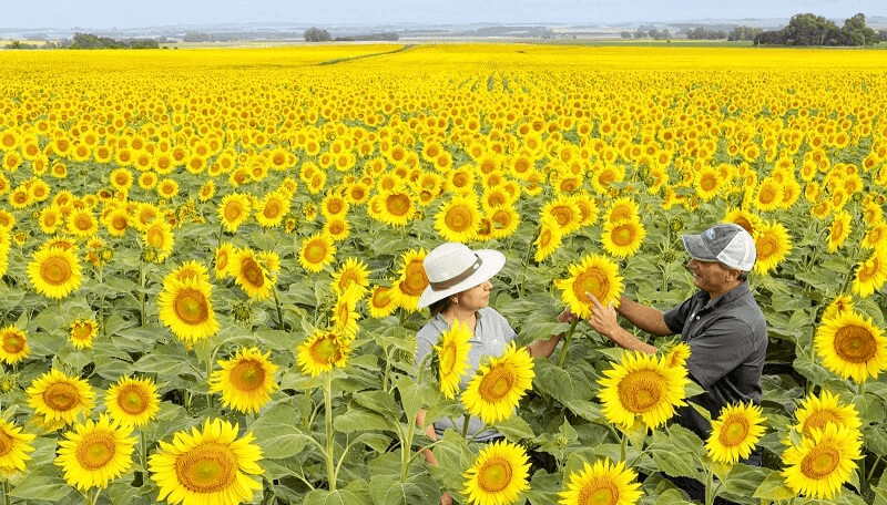 girasol nota nk