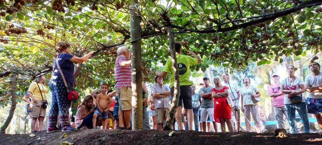 Producción artesanal y turismo rural: un kinesiólogo y una contadora le sacan jugo al kiwi en Saladillo 1 kiwi