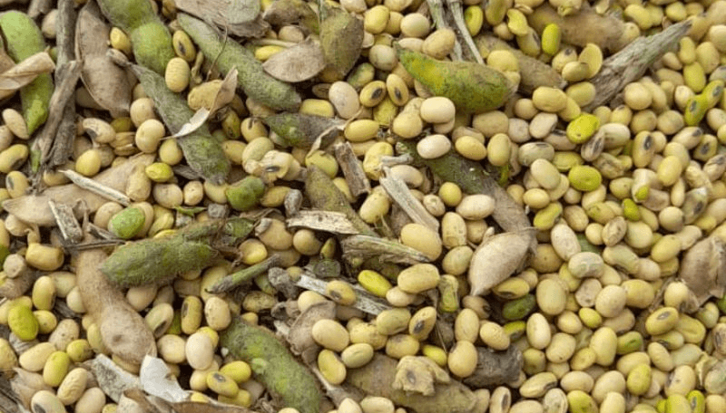 La soja y los granos verdes tras la sequía: claves para el manejo en  poscosecha - Infocampo