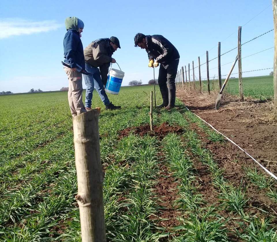 La hora del árbol: los "tips" de un experto para una correcta planificación forestal 3 WhatsApp Image 2023 07 12 at 17.43.36