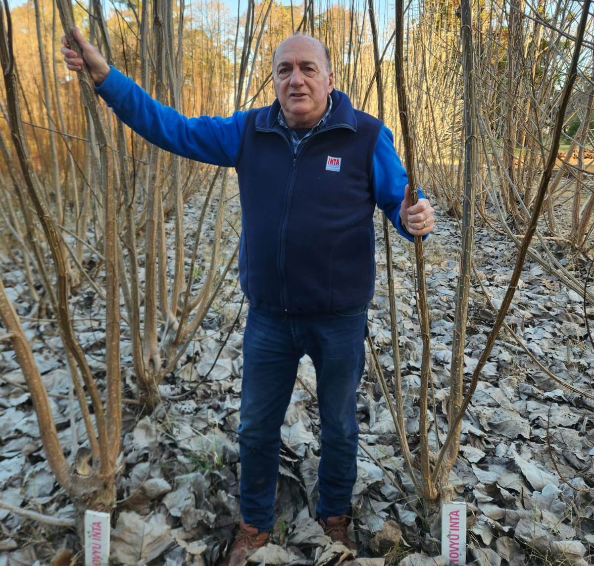 La hora del árbol: los "tips" de un experto para una correcta planificación forestal 2 dellarciprete