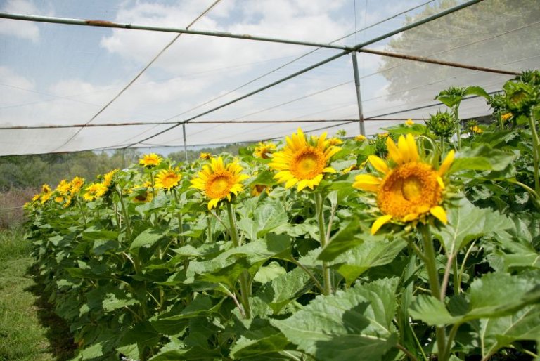 La siembra de girasol llega al sur del área agrícola, con la humedad ...