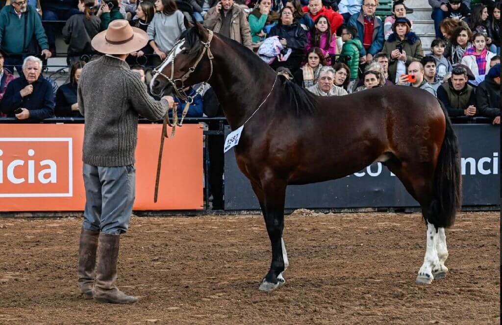 1° premio categoría Pre potrillo de Caballos Criollos en La Rural