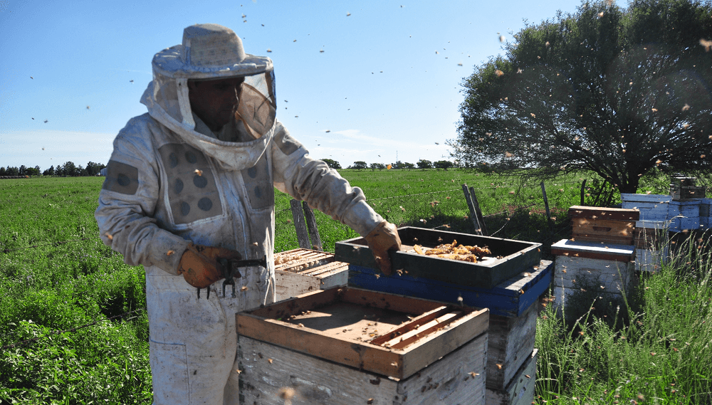 apicultura apicultor miel