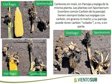 diferencias en carbones