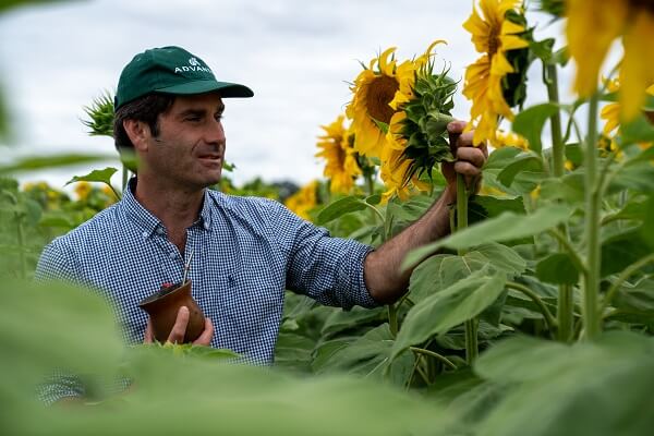 girasol advanta rindes