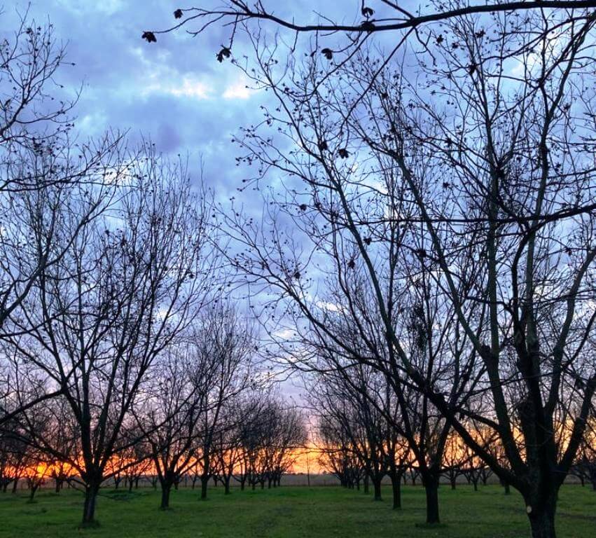 Alejandra y Ricardo, los emprendedores que dejaron la gran ciudad para producir nuez pecán 3 pecanes1