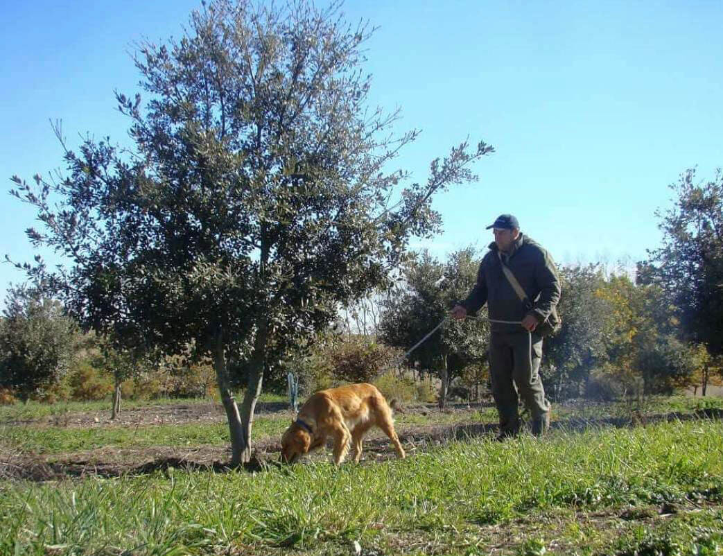 perros en trufas