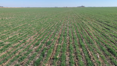 trigo en huanchilla, cordoba