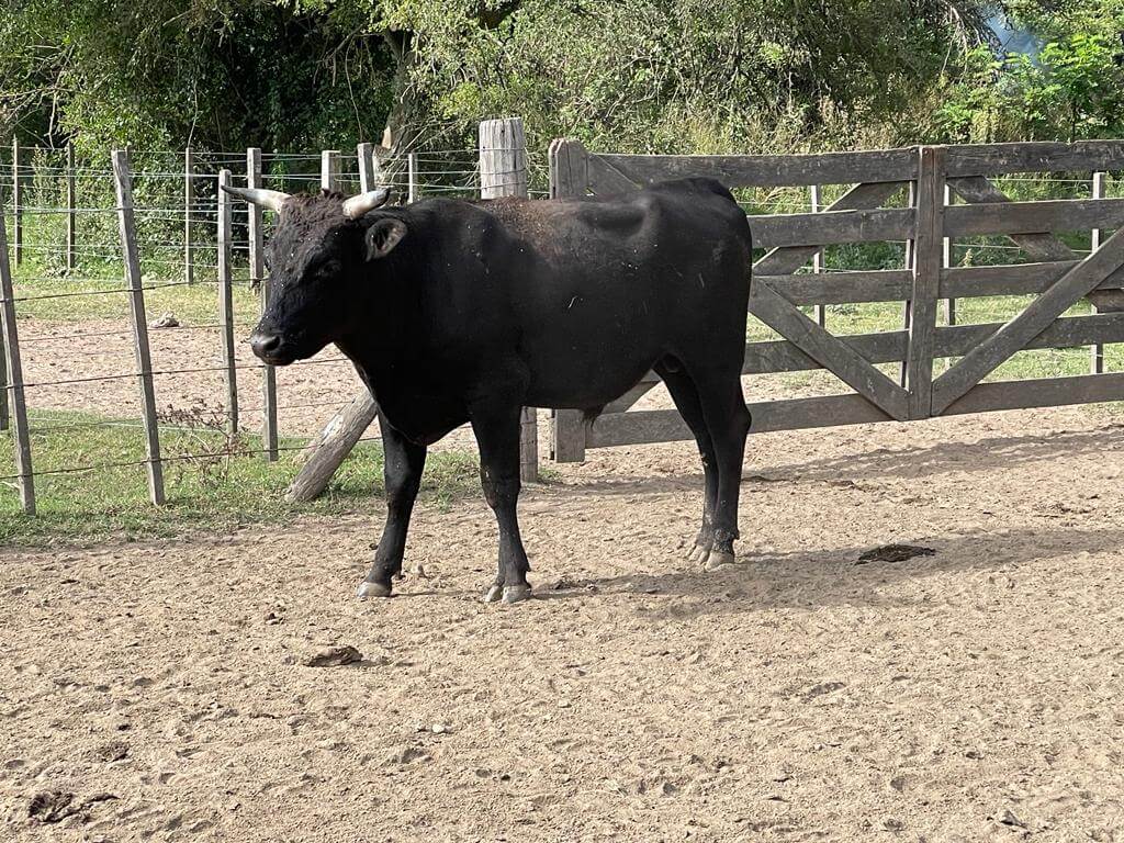 En Cabaña La Trinidad, el negocio de Wagyu empieza en el lote y termina en el plato 2 waygu 2