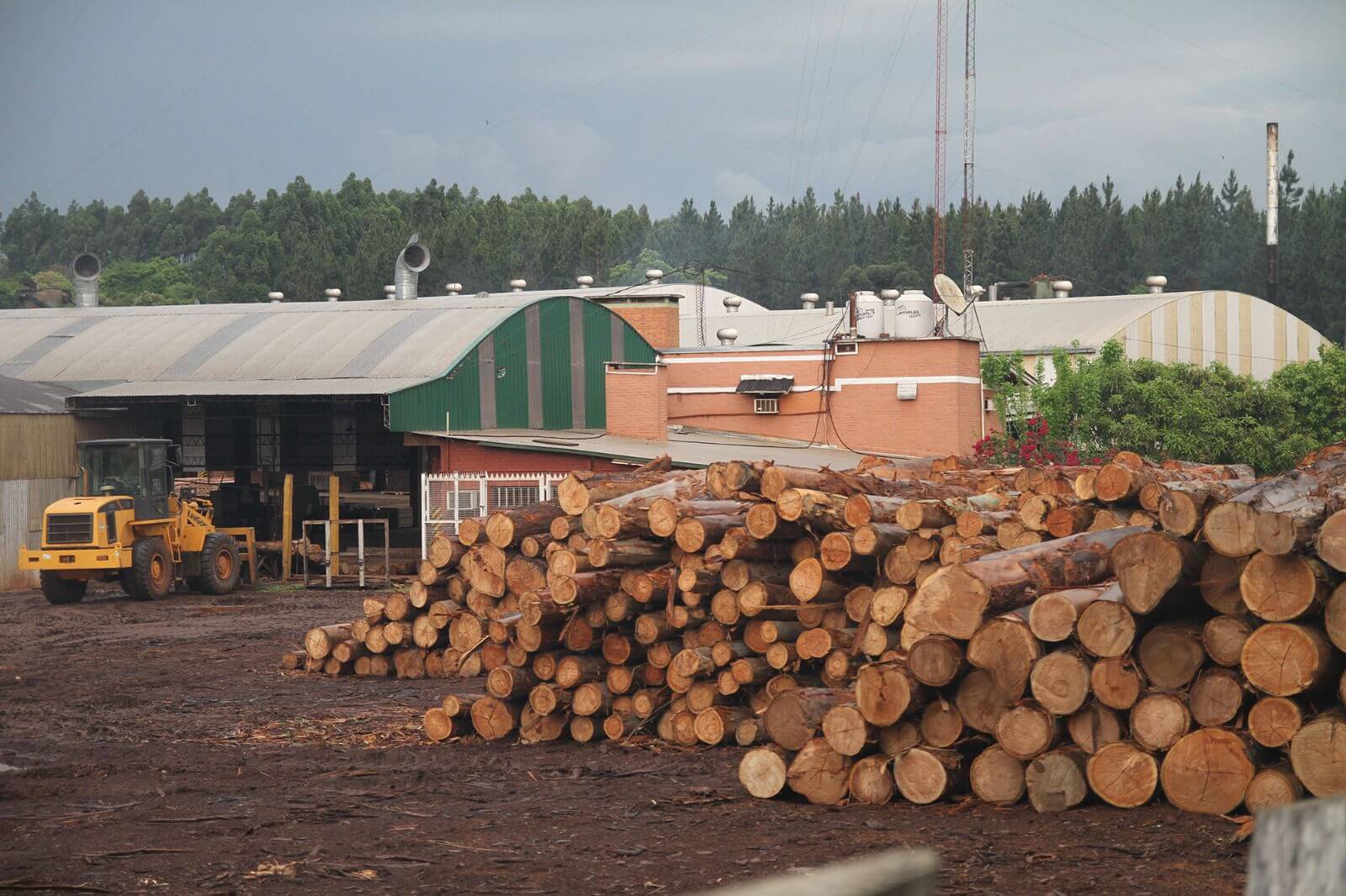 Asado con sabor a madera: La Emilia amalgama pinos con novillos y brilla con un sistema silvopastoril 1 Aserradero
