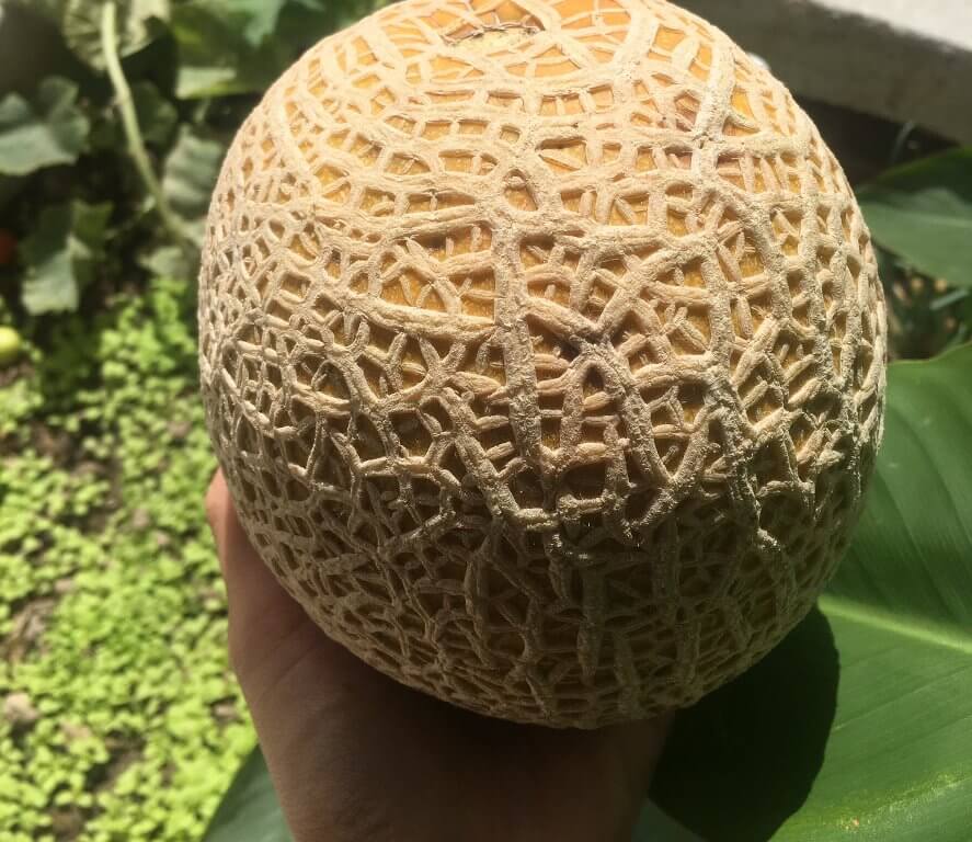 Melon