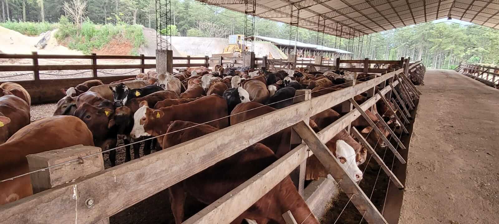Asado con sabor a madera: La Emilia amalgama pinos con novillos y brilla con un sistema silvopastoril 2 LE3