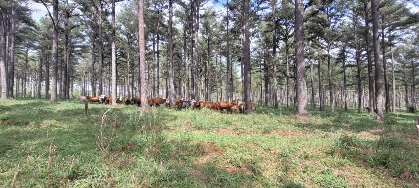 Asado con sabor a madera: La Emilia amalgama pinos con novillos y brilla con un sistema silvopastoril 4 LE5