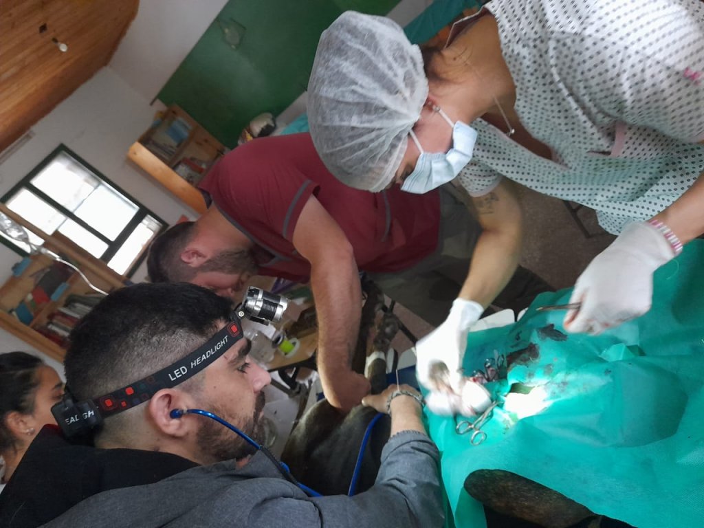 Héroes de animales: un grupo de veterinarios de El Impenetrable pide ayuda para continuar su misión 1 WhatsApp Image 2023 09 11 at 15.58.07