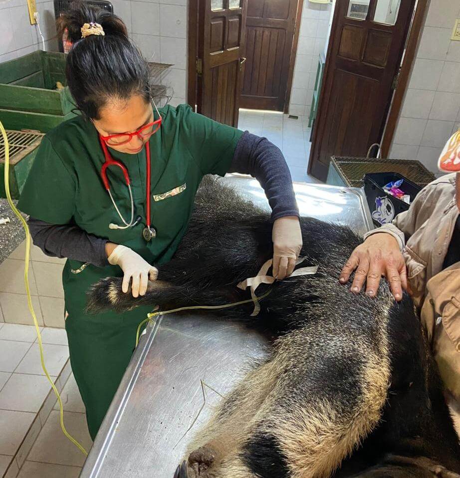 Héroes de animales: un grupo de veterinarios de El Impenetrable pide ayuda para continuar su misión 2 WhatsApp Image 2023 09 11 at 15.58.08