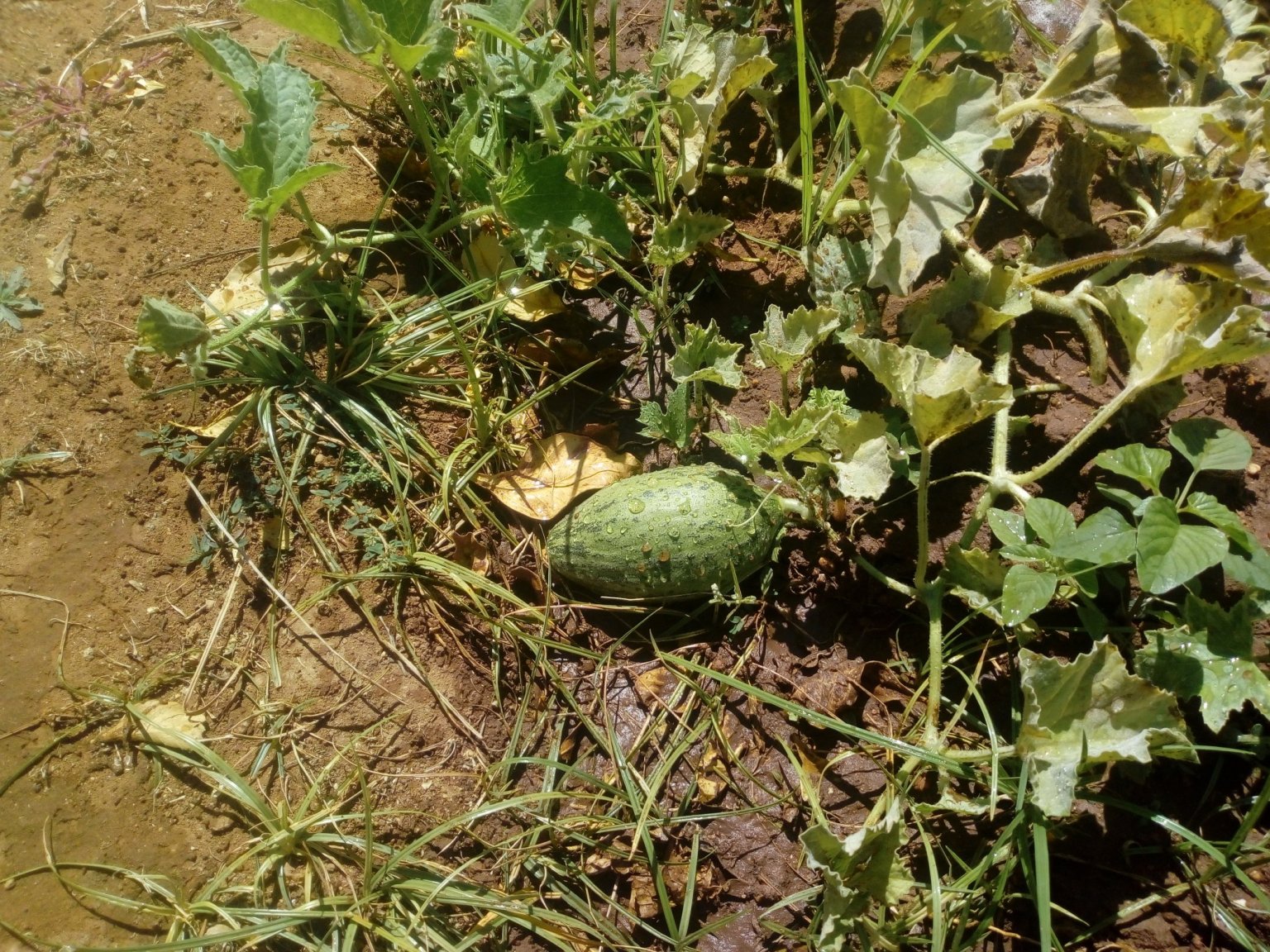 Los secretos para cultivar melón y sandía en la huerta en casa