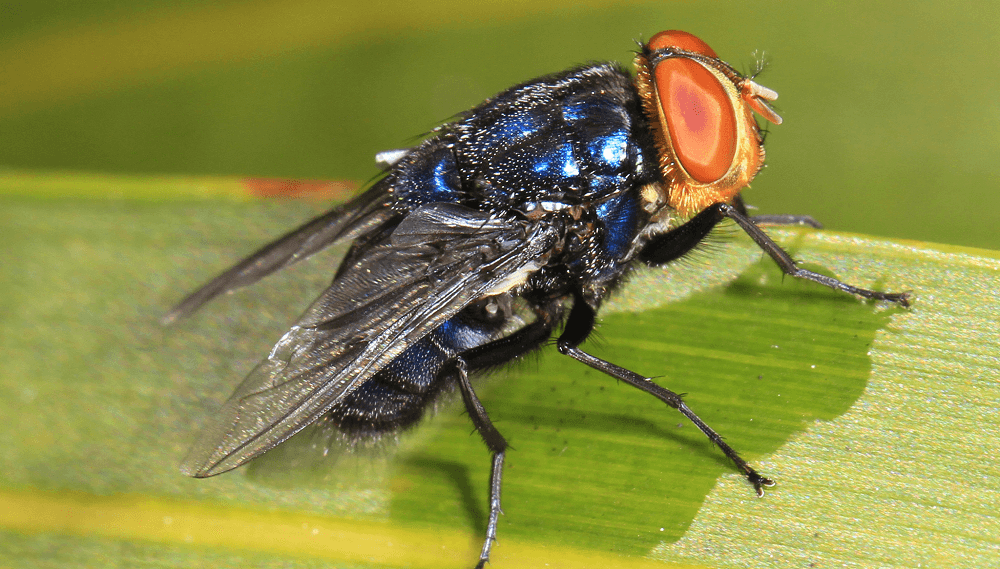 Insectos estériles, la apuesta para frenar a una de las plagas que más afecta al ganado argentino