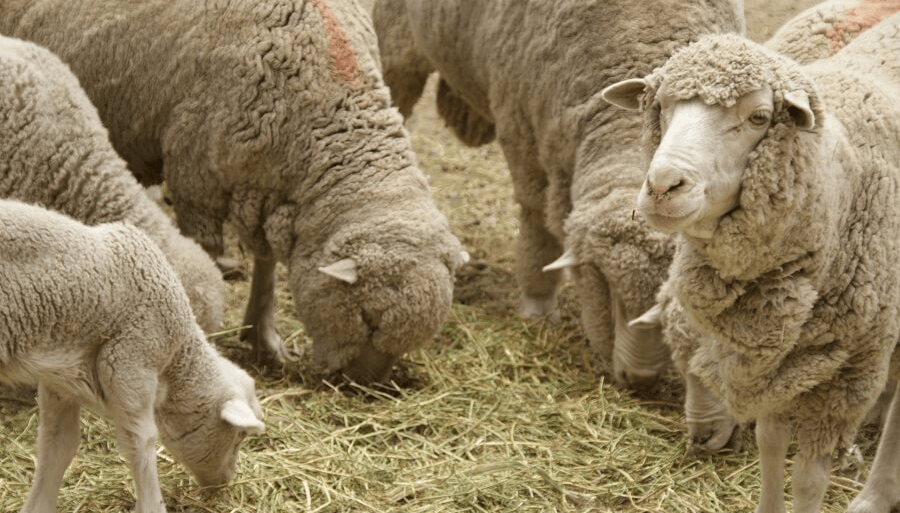 ovinos ovejas