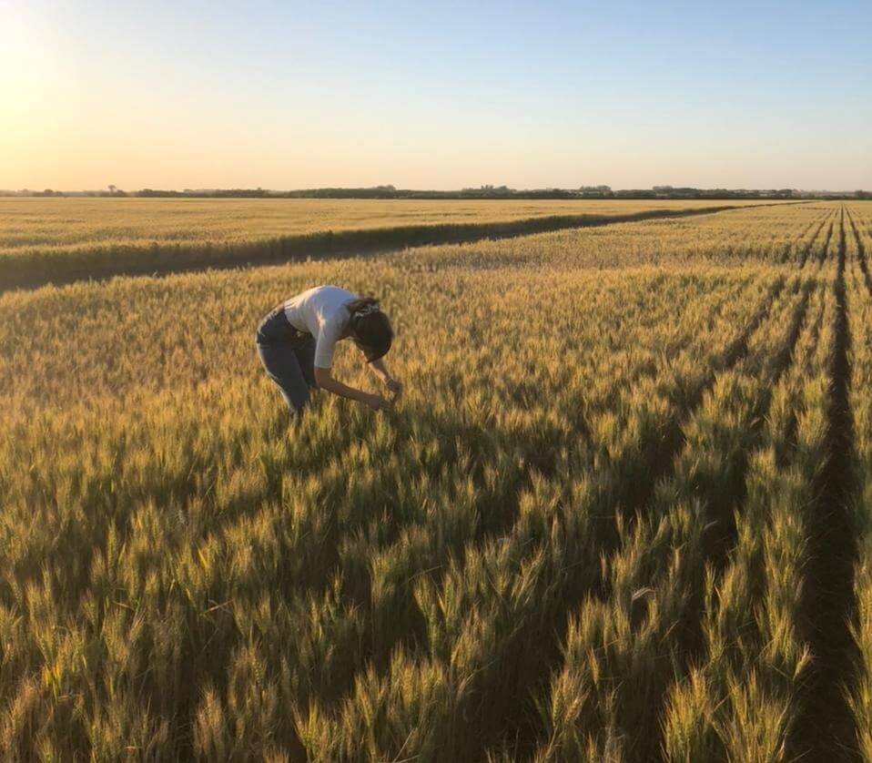 Sustentabilidad ambiental y económica: cómo fertilizar con 30% menos de dosis sin perder rinde 1 trigo