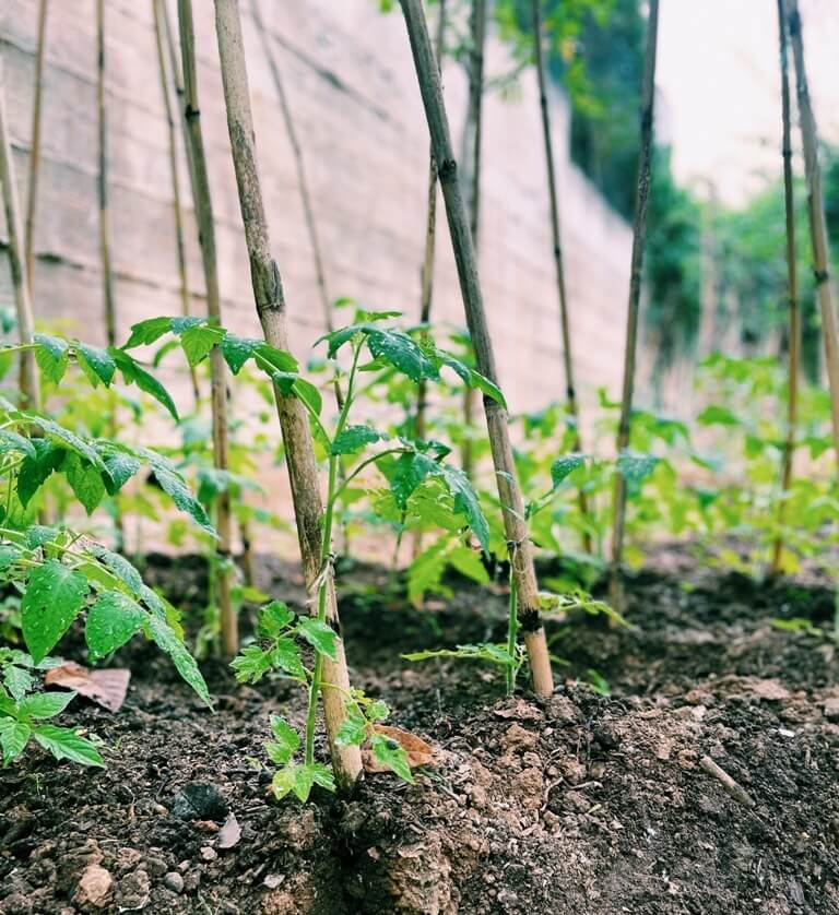 EL TOMATE EN LA HUERTA EN CASA EL TOMATE EN LA HUERTA EN CASA