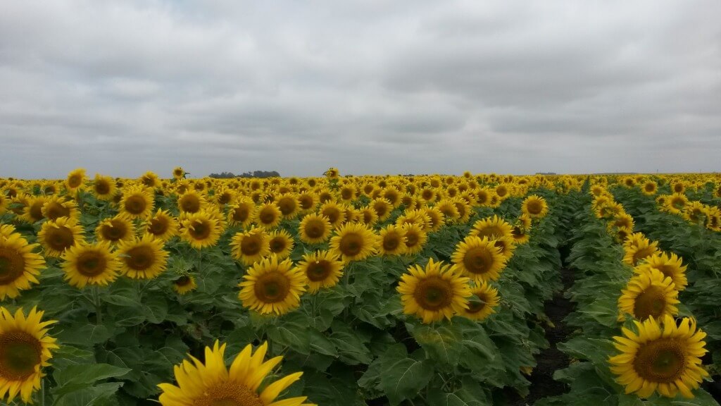 El girasol quiere volver a ser protagonista en una campaña incierta 1 WhatsApp Image 2023 10 26 at 10.01.19 1