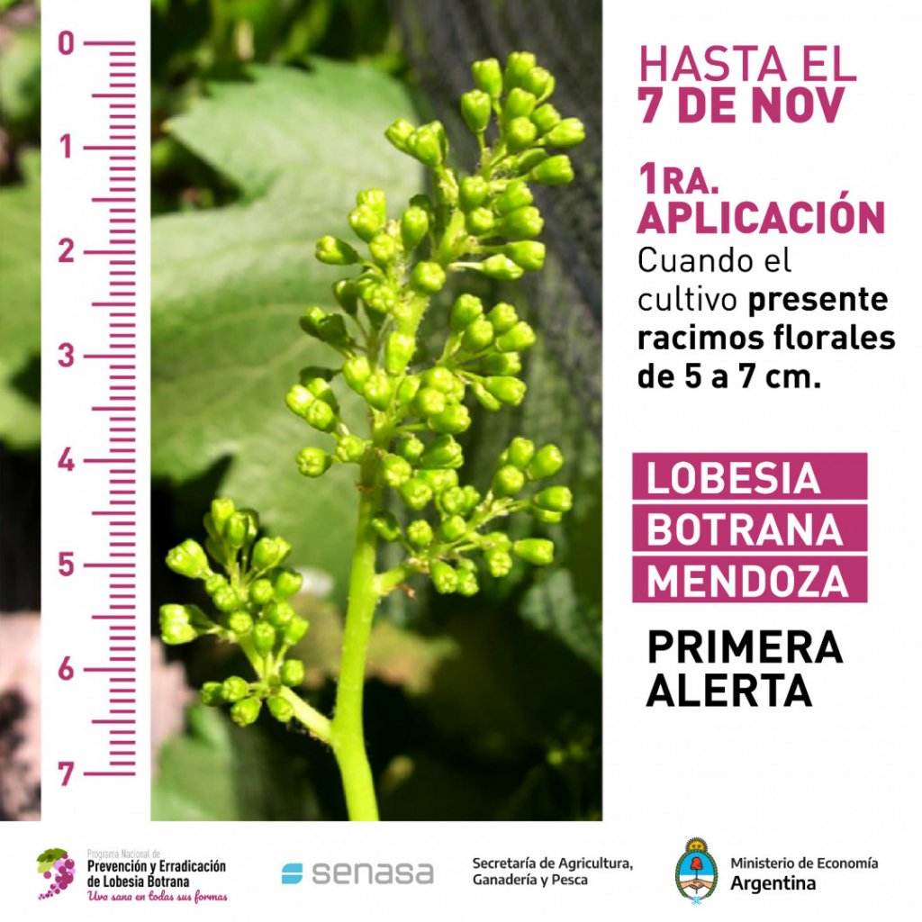 La primera alerta para el control de la polilla de la vid llegó también a Mendoza 1 alerta mendoza lobesia