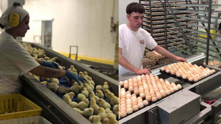 Los pollos parrilleros vuelven a tener compensaciones por los perjuicios del “dólar agro”