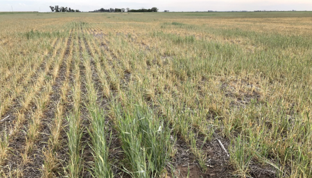 Así luce un lote de trigo afectado por heladas (Imagen ilustrativa - gentileza Dante Garciandia)